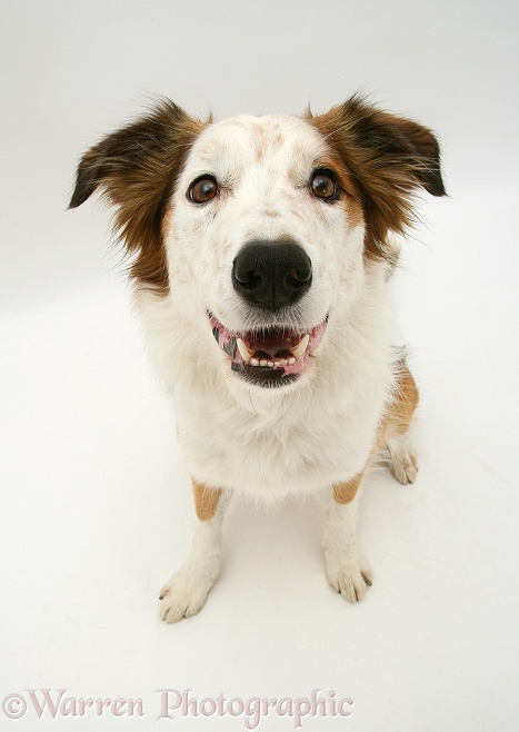 White-faced Border Collie dog sitting, white background