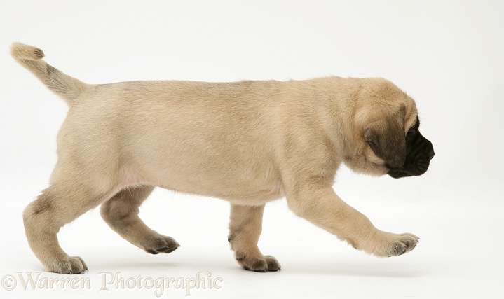 Fawn English Mastiff pup trotting across, white background