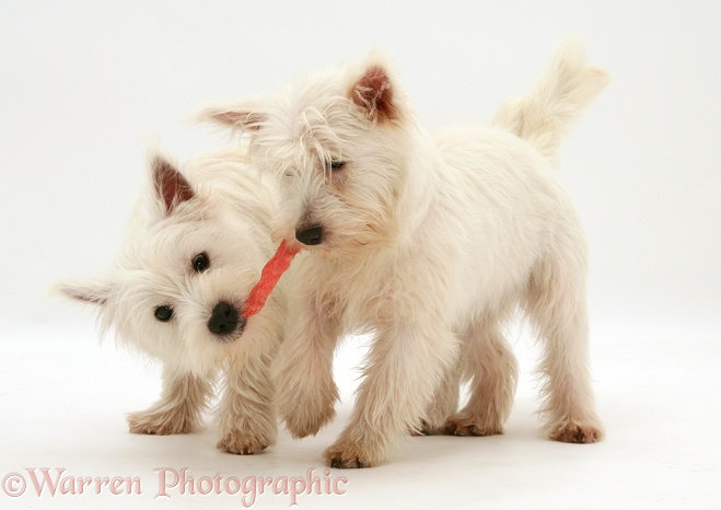 West Highland White Terriers playing with a chew stick, white background