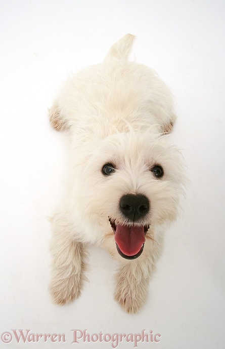 West Highland White Terrier, from above, looking up eagerly, white background