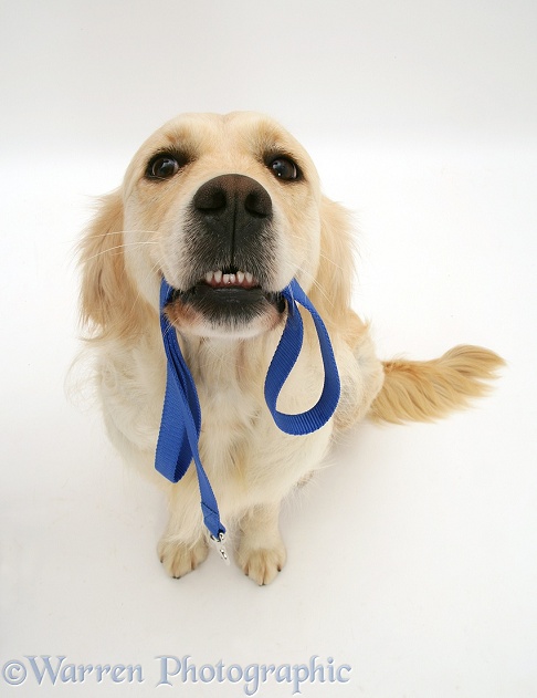 Golden Retriever bitch carrying her lead, white background