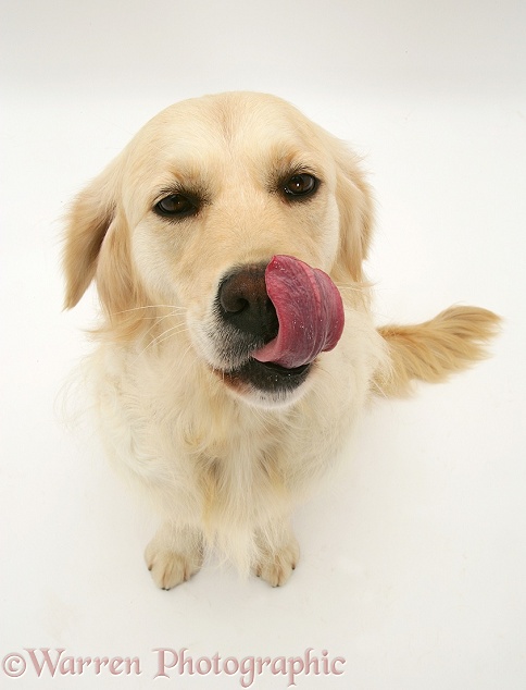 Golden Retriever bitch wiping her muzzle with her tongue, white background