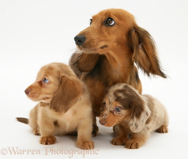 Red Dapple Miniature Long-haired Dachshund bitch Cleo with two pups, white background