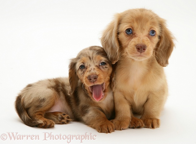 Chocolate Dapple and Cream Dapple Miniature Long-haired Dachshund pups, white background