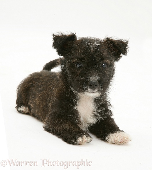 West Highland White x Jack Russell Terrier puppy lying, head up, white background