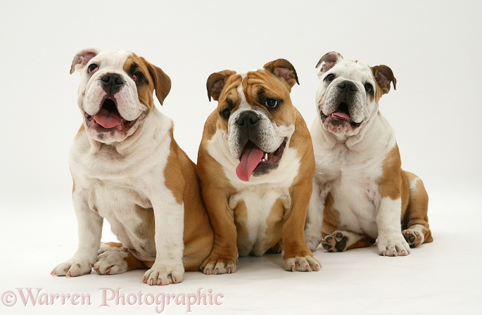 Three Bulldog pups sitting together, white background