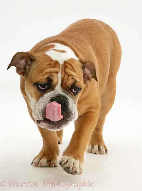 Bulldog walking forward licking his nose, white background