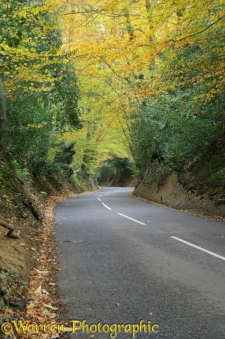 Country lane with autumnal trees.  Surrey, England