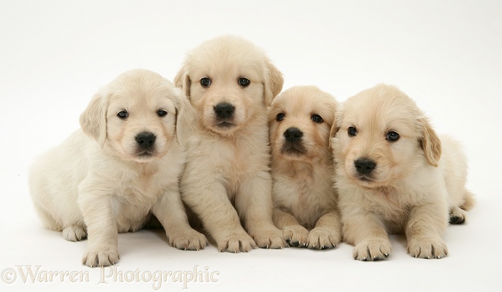 Four Golden Retriever puppies in a row, white background