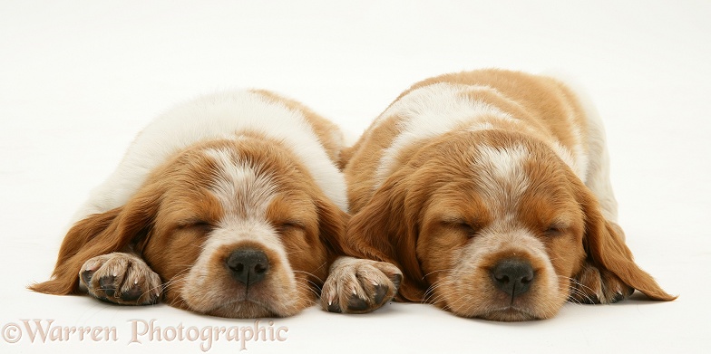 Two Brittany Spaniel pups asleep with chins on floor, white background