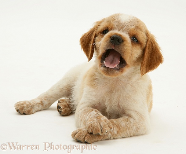Brittany Spaniel pup, 6 weeks old, lying with crossed paws and snapping at something, white background