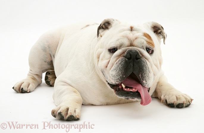 White Bulldog lying, head up, tongue lolling, white background