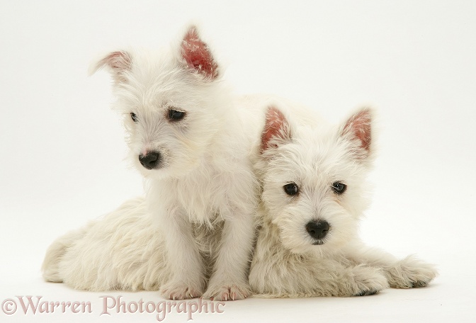 West Highland White Terrier pups, one paws over her sister's back, white background