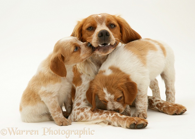 Brittany Spaniel bitch Spira with pups, 6 weeks old, one nuzzling her mouth, white background