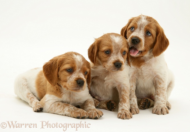 Brittany Spaniel pups, 6 weeks old, white background