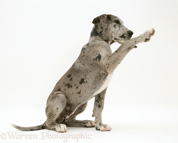 Blue Harlequin Great Dane pup, Maisie, 'giving a paw', white background