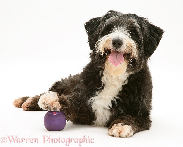 Cockapoo (Cocker Spaniel x Poodle) bitch, Molly, with her foot on a purple ball, white background