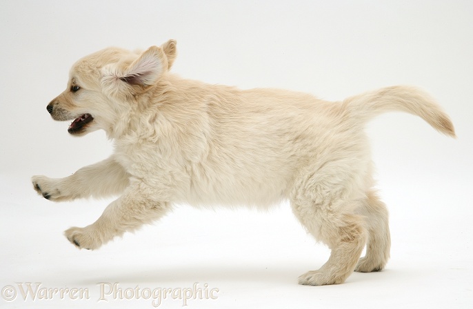 Golden Retriever puppy, 9 weeks old, running across, white background