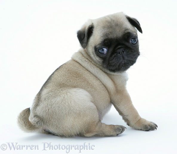 Fawn Pug pup sitting, looking round, white background