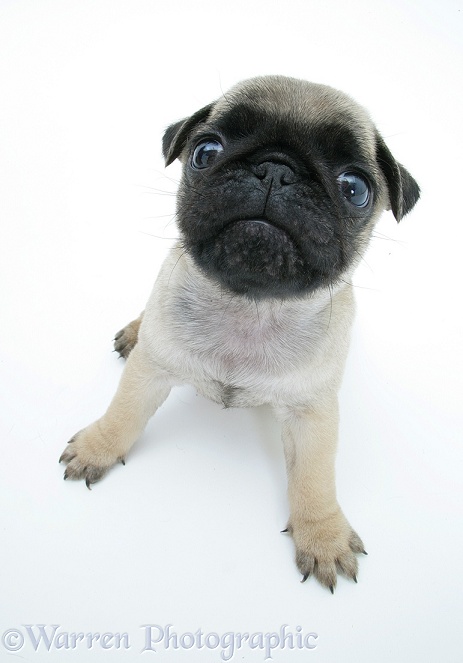 Fawn Pug pup sitting, looking up, from above, white background