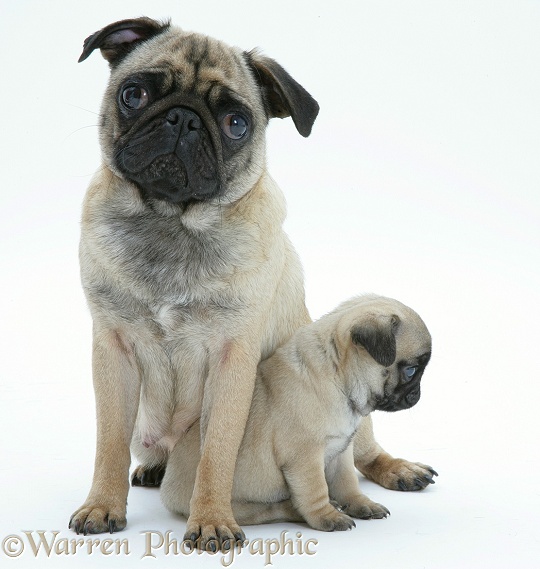 Fawn Pug bitch sitting, with a pup, white background