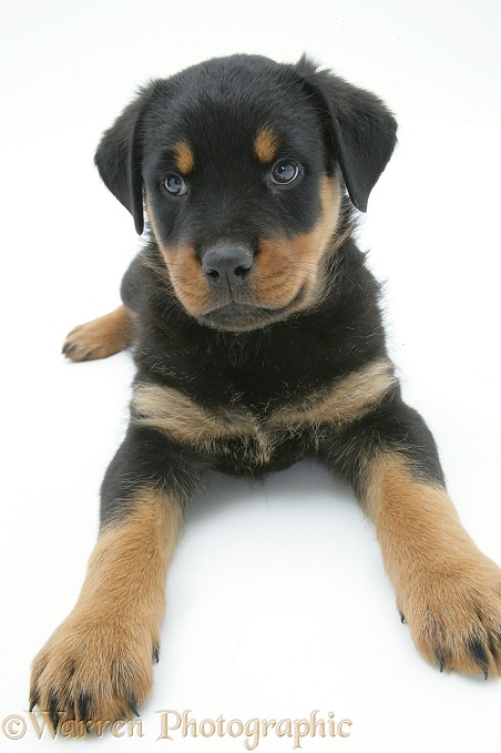 Rottweiler pup, 8 weeks old, white background