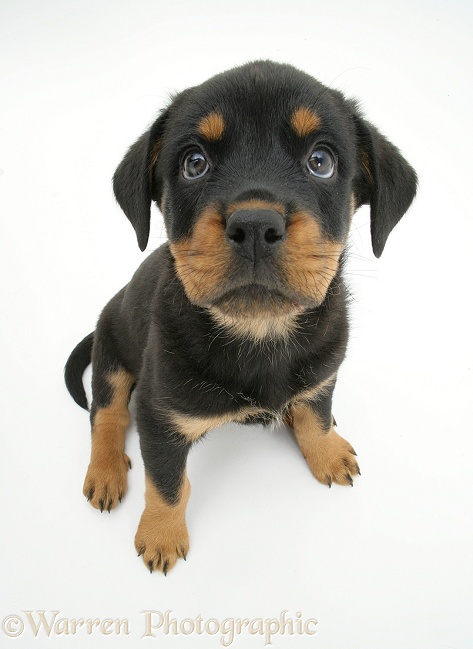 Rottweiler pup, 8 weeks old, from above, white background