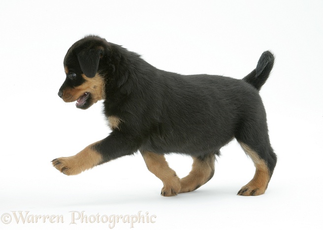 Rottweiler pup, 8 weeks old, trotting across, white background
