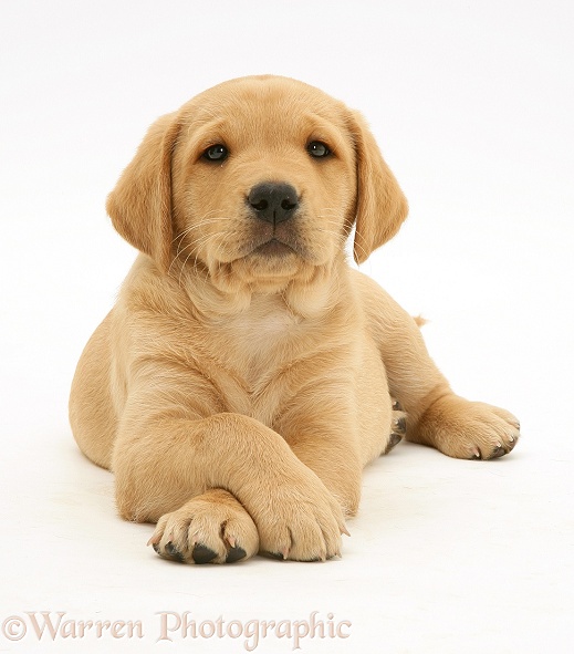 Yellow Labrador Retriever pup, 8 weeks old, lying with paws crossed, white background