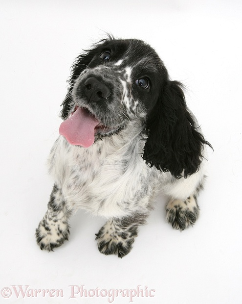 Cocker Spaniel sitting, looking up, from above, white background