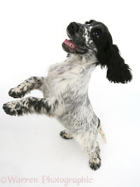 Cocker Spaniel bouncing up, from above, white background
