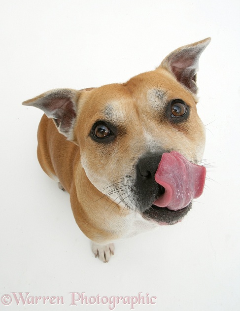 Staffordshire Bull Terrier bitch licking her snout, white background