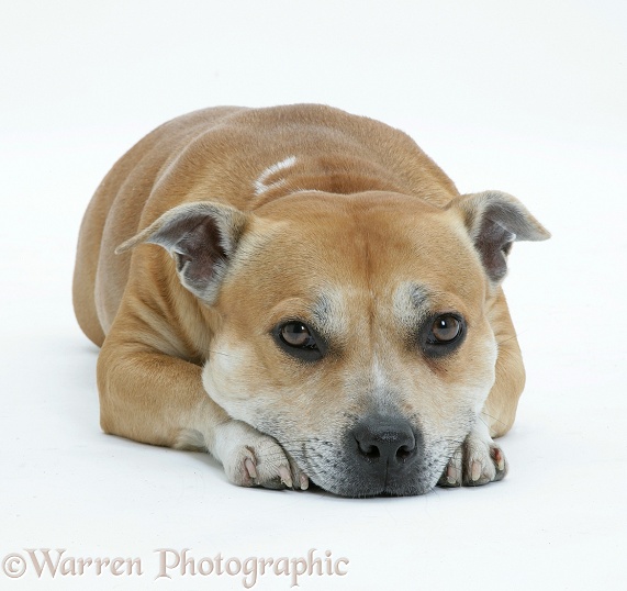 Staffordshire Bull Terrier bitch lying, chin on floor, white background