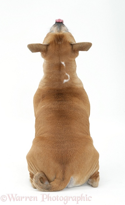 Staffordshire Bull Terrier bitch sitting, back view, looking up and licking her nose, white background