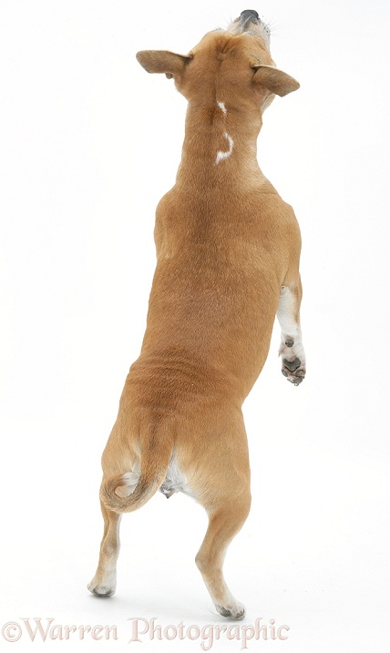 Staffordshire Bull Terrier bitch, back view, standing on her hind legs, white background