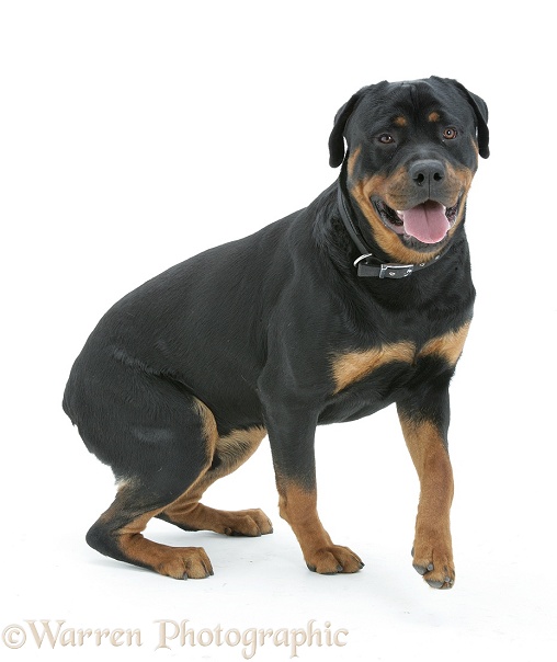 Rottweiler dog getting up from a sit, white background