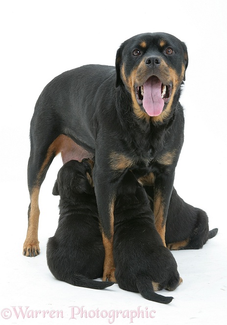 Rottweiler bitch yawning as she suckles pups, white background