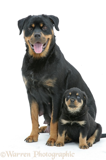 Rottweiler bitch sitting with a pup, white background