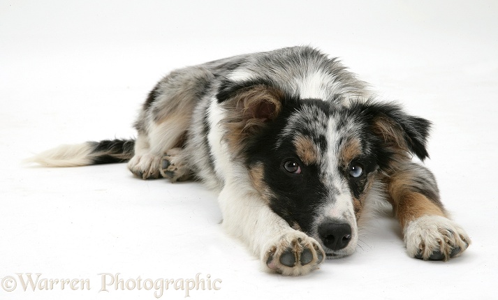 Merle Collie-cross pup lying, chin on floor, white background
