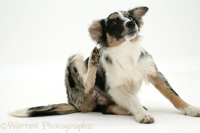 Merle Collie-cross pup with mange, scratching her neck, white background