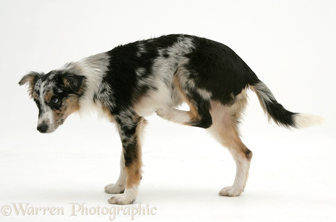 Merle Collie-cross pup with mange, scratching her chest, white background
