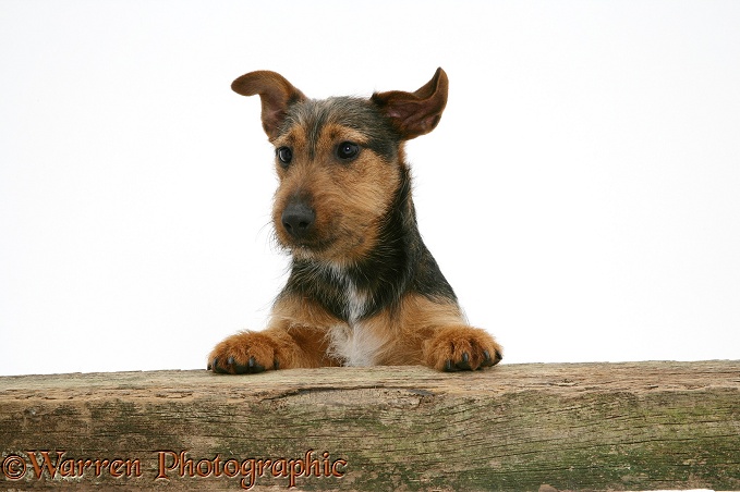 Black-and-tan Jack Russell Terrier dog with paws up, looking over a rail, white background
