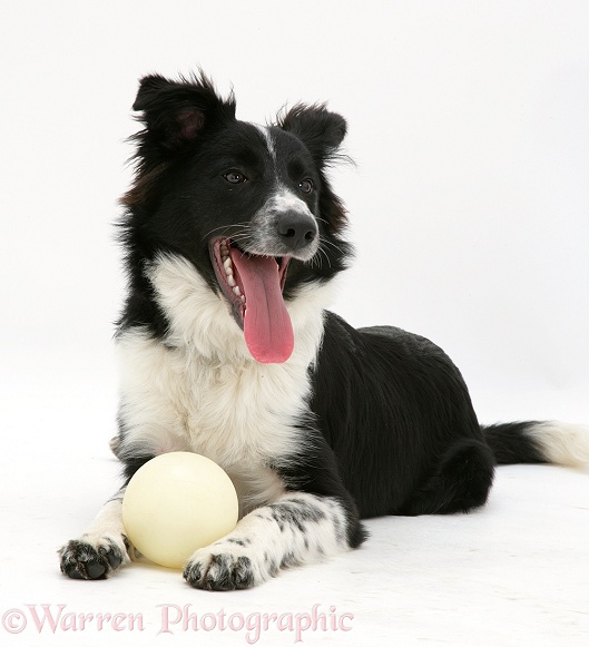 Border Collie bitch, Codie, lying with her favourite ball, white background