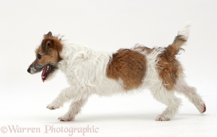 Jack Russell Terrier running across, white background