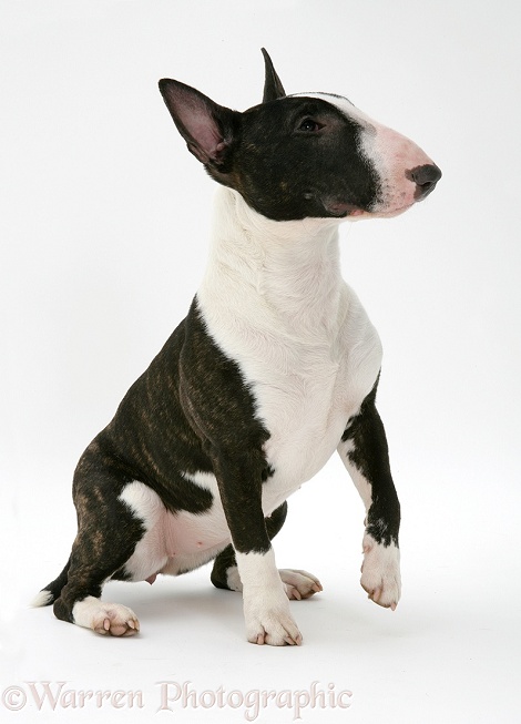 English Bull Terrier sitting, about to give a paw, white background