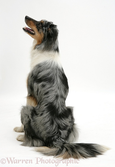 Blue merle Border Collie sitting, back view, white background