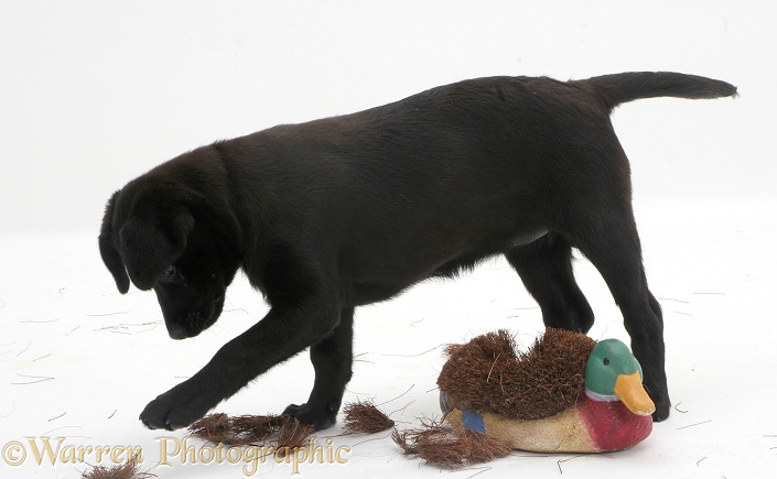 Black Labrador pup destroying boot cleaner, white background