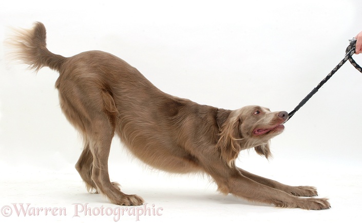Long-haired Weimaraner dog playing tug with his lead, white background