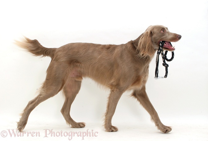 Long-haired Weimaraner dog trotting across, carrying his lead, white background
