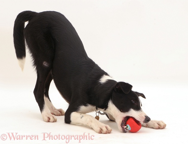 Black-and-white Border Collie pup playing with her squeaky ball, white background